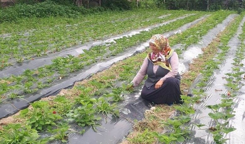 Samsun’da çilek rekoltesi artıyor
 - Samsun Büyükşehir Belediyesi’nin tarımsal üretimi artırmak amacıyla destek verdiği Yakakent ilçesinde, çilek üretimi yaygınlaşıyor. Belediyeden fide ve örtü altı naylonu desteği alan üreticiler, 7,5 ton ürün rekoltesi bekliyor.