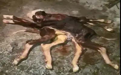 Samsun’da 8 bacaklı, 2 kuyruklu buzağı doğdu
