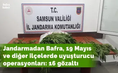 Samsun’da 105 bin kök kenevir bitkisi ele geçirildi: 16 gözaltı