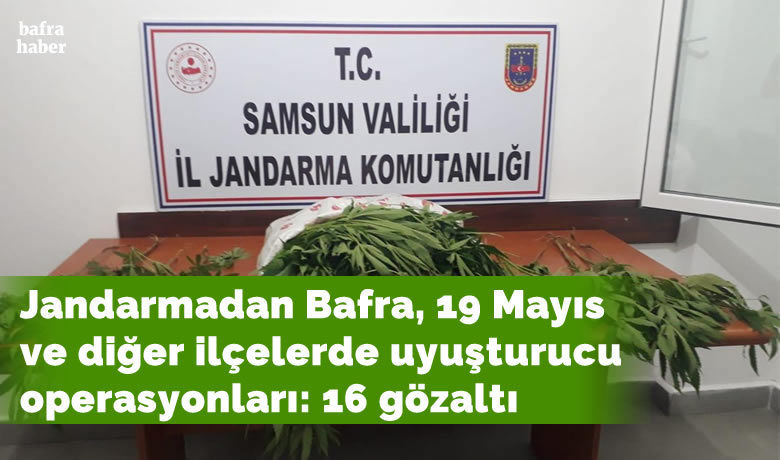 Samsun’da 105 bin kök kenevir bitkisi ele geçirildi: 16 gözaltı