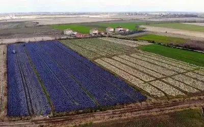 Türkiye’nin meyve, sebze ve tarla bitkileri Samsun’dan