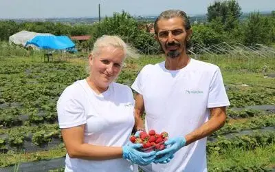 45 m2 alanda başladıkları çilek üretimini 20 bin m2’ye çıkardılar
