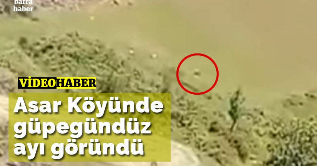 Asar Köyünde Güpegündüz Ayı Göründü