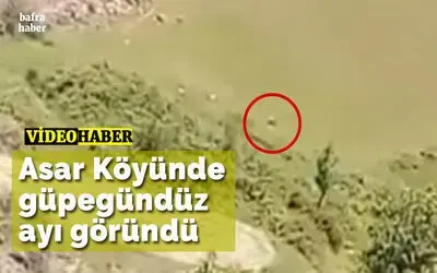 Asar Köyünde Güpegündüz Ayı Göründü