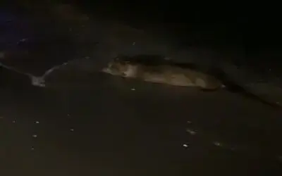 Samsun’da su samuru görüntülendi

