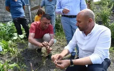 Fındığa alternatif salep: 1 m2 salep 1 dönüm fındığa eş değer
