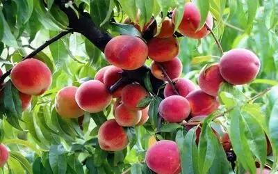 Samsun’da Akdeniz meyve sineği ile mücadele devam ediyor
