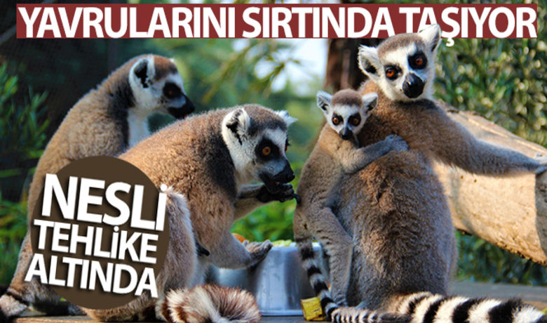 Yavrularını sırtında taşıyanbu nesil tehlike altında - Madagaskar bölgesinde yaşayan ve yavrularını sırtlarında taşımalarıyla dikkat çeken lemurlar, ağaçların kesilmesiyle birlikte yok olma tehlikesiyle karşı karşıya kalıyor.	Bakıcılarını kapıda bekliyorlar	“Zenginleştirme çalışmaları onlar için bir aktivite oluyor”	“Soyları tehlike altında”