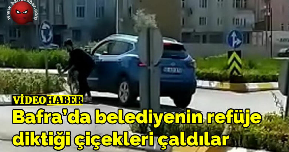 Bafra’da belediyenin refüje diktiği çiçekleri çaldılar
