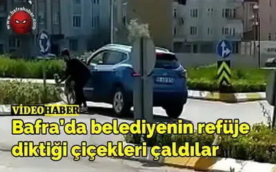Bafra’da belediyenin refüje diktiği çiçekleri çaldılar