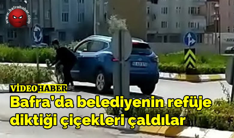Bafra’da belediyenin refüjediktiği çiçekleri çaldılar