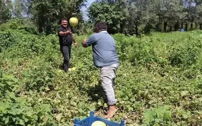 Baldan tatlı "Süreyya" kavunu  sofraların vazgeçilmezi
