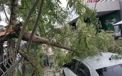 Samsun’da şiddetli fırtına ağaçları yıktı
