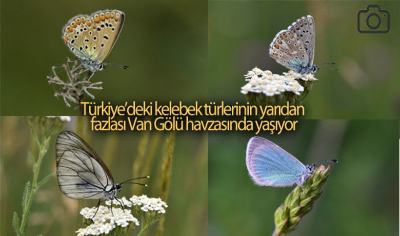 Türkiye'deki kelebek türlerinin yarıdanfazlası Van Gölü havzasında yaşıyor - Zengin florası, yüksek rakımı ve eşsiz doğasıyla çok sayıda canlıya ev sahipliği yapan Van Gölü Havzası, Türkiye'de yaşayan kelebek türlerinin yarısından fazlasını barındırıyor. Özkan Olcay