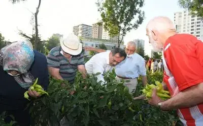 Başkan Demir, huzurevi sakinleri ile sebze topladı, bocce oynadı
