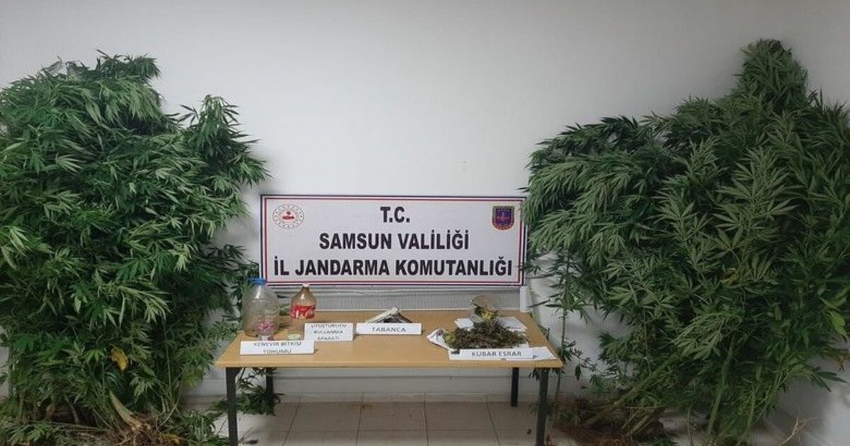 Elifli köyünde kenevir ele geçti