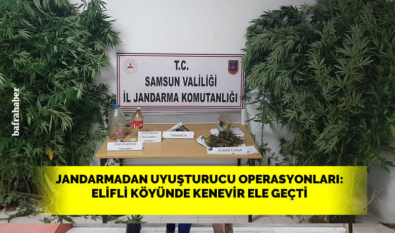 Elifli köyünde kenevir ele geçti - Samsun’da yapılan uyuşturucu operasyonlarında 7 kilo 736 gram kubar esrar maddesi ve 513 kök kenevir bitkisi ele geçirilerek 14 şüpheli şahıs gözaltına alındı.