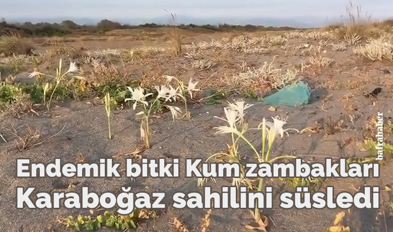 Endemik bitki Kumzambakları Karaboğaz sahilini süsledi - Samsun’un Bafa ilçesinde koruma altında olan kum zambakları çiçek açtı. Nesli tükenmekte olan bitkiler arasında gösterilen kum zambakları sahili beyaz rengiyle güzelleştirdi.