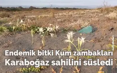 Endemik bitki Kum zambakları Karaboğaz sahilini süsledi