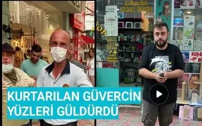 Reklam Panosuna Sıkışan Güvercin Kurtarıldı 