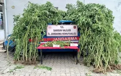 Eski mezarlık alanında esrar ve kenevir ele geçti

