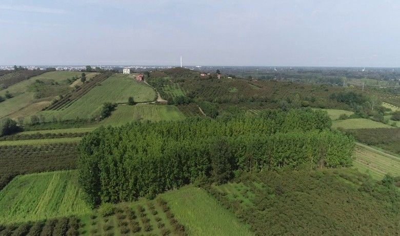 Samsun fındık üretiminde1. sıraya doğru yükseliyor