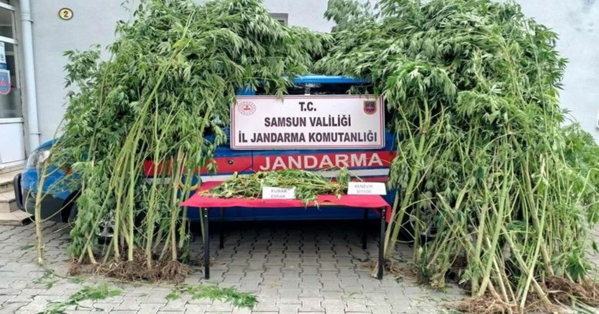 Samsun’da 583 kök kenevir ele geçirildi, 18 kişi gözaltına alındı

