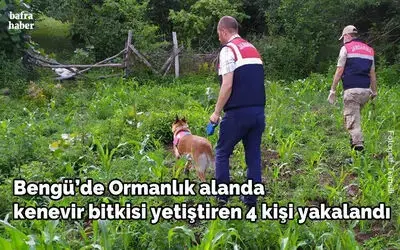 Bengü Köyünde ormanlık alanda kenevir bitkisi yetiştiren 4 kişi yakalandı