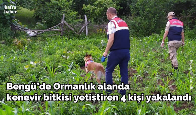 Bengü Köyünde ormanlık alanda kenevir bitkisi yetiştiren 4 kişi yakalandı