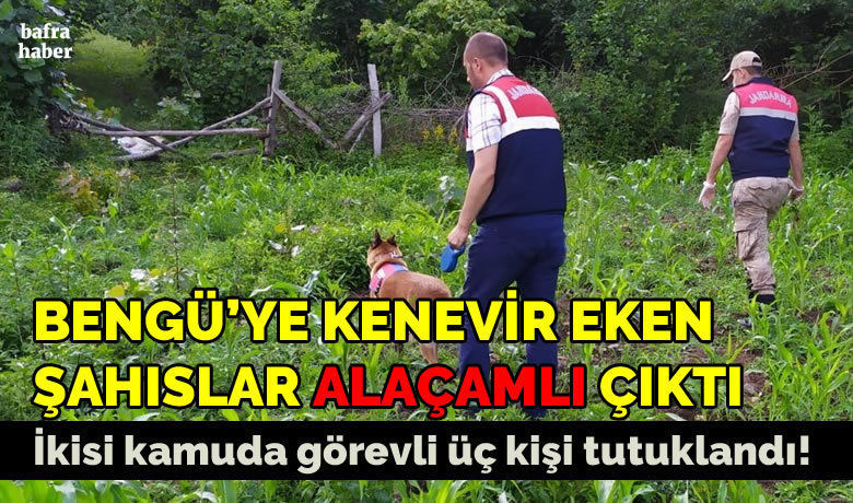 Bengü'ye Kenevir Eken Şahıslar Alaçamlı Çıktı