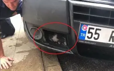 Aracın motor kısmına giren yavru kediyi itfaiye kurtardı
