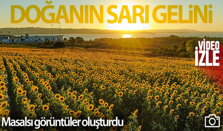 İstanbul'da ay çiçeğitarlalarından masalsı görüntüler - Doğanın sarı gelini olarak adlandırılan İstanbul'daki ayçiçeği tarlaları gün batımı ile birlikte havadan çekilen görüntülerle masalsı kareler oluşturdu. Sarı, yeşil ve kızıl renklerin eşsiz uyumu görenleri kendine hayran bıraktı.	HABERİN VİDEOSU İÇİN TIKLAYINIZ	Ahmet Faruk Sarıkoç