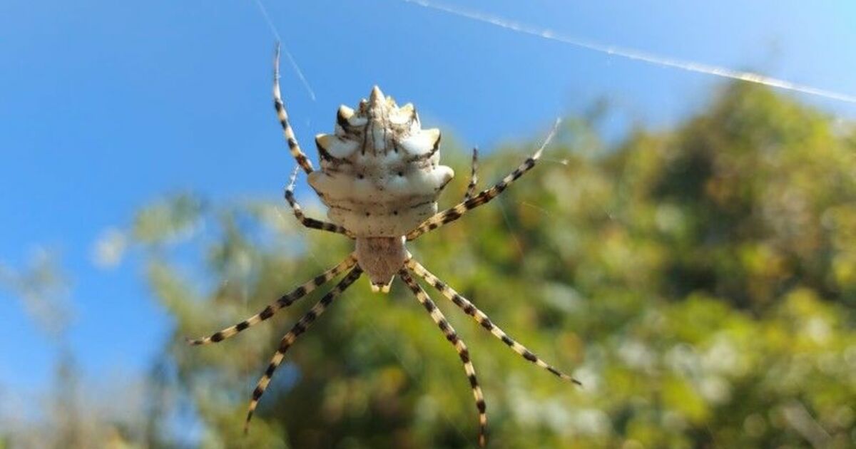 "Argiope Lobata" örümceği Bafra'da görüntülendi