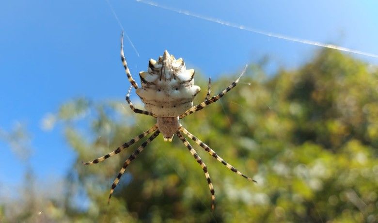 "Argiope Lobata" örümceği Bafra'da görüntülendi - Dünya üzerinde nadir görüldüğü belirtilen ve çok zehirli olduğu öğrenilen "argiope lobata" türü örümcek Samsun’da görüntülendi.