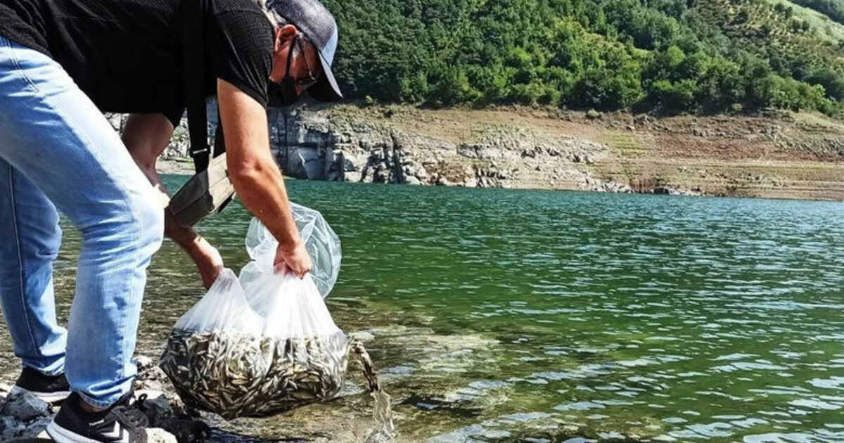 Bafra Balık Gölleri başta olmak üzere Samsun  su kaynaklarına 1 milyon 600 bin yavru sazan bırakıldı