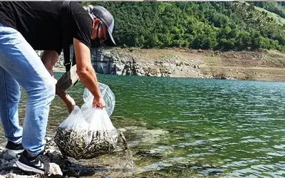 Bafra Balık Gölleri başta olmak üzere Samsun  su kaynaklarına 1 milyon 600 bin yavru sazan bırakıldı