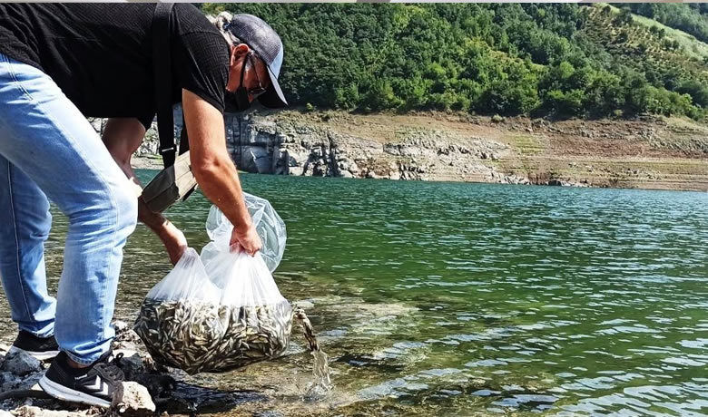 Samsun’da su kaynaklarına 1,6 milyon sazan yavrusu