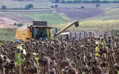Ayçiçeği hasadı başladı
