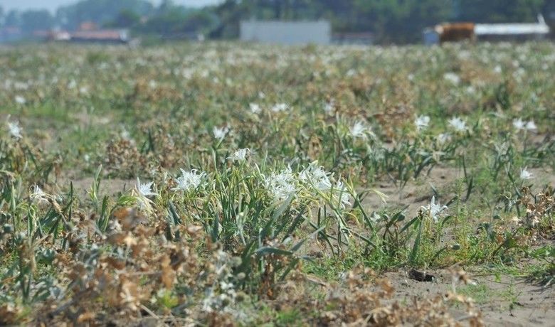 ‘Kum zambakları’ koruma altında
 - Samsun Büyükşehir Belediyesi koruma altında olan kum zambaklarına zarar verilmemesi için denetimlerine devam ederken, sahil kesimine uyarıcı levhalar yerleştirildi. Çevre Koruma ve Kontrol Daire Başkanlığı ekipleri, çevreye ve zambaklara zarar veren atıkları da periyodik olarak temizlemeye devam ediyor.