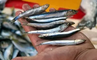 Balıkçıların umudu hamsi, Karadeniz’den kafasını çıkardı
