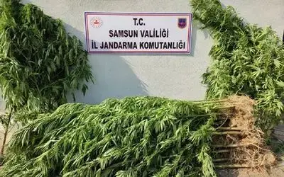 Samsun’da uyuşturucu operasyonları: 15 gözaltı

