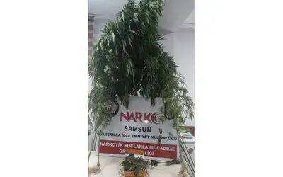 Kubar esrar ve kenevire 1 gözaltı
