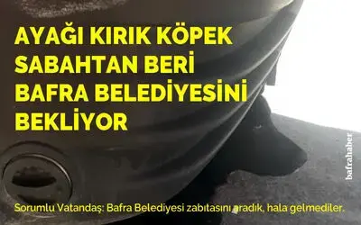 Bu Köpek Sabahtan Beri Bafra Belediyesini Bekliyor