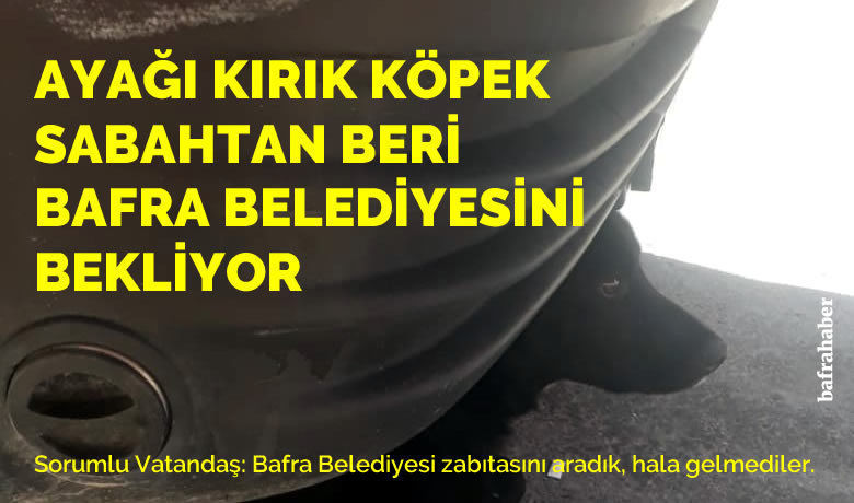 Bu Köpek Sabahtan Beri Bafra Belediyesini Bekliyor
