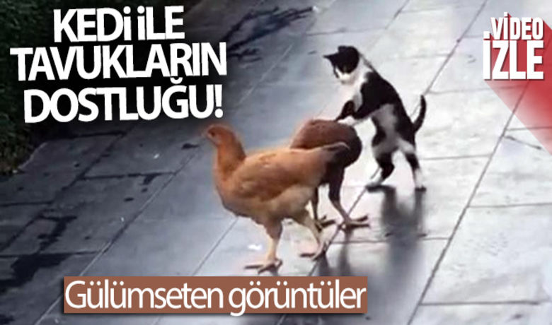 Kedi ile tavukların dostluğu! - AK Parti Diyarbakır İl Başkanlığı önünde tavukların boynuna atlayıp oynayan kedi gülümsetti.