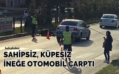 Bafra’da başıboş ineğe otomobil çarptı
