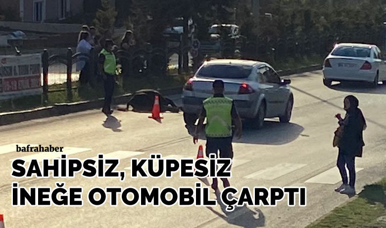 Bafra’da başıboş ineğe otomobil çarptı - Samsun’un Bafra ilçesinde meydana gelen trafik kazasında, otomobilin çarptığı inek öldü, bir sürücü kısa süreli şok geçirdi. 