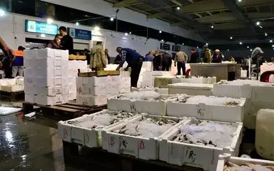 Türkiye’nin mezgit ve istavritleri Samsun’dan
