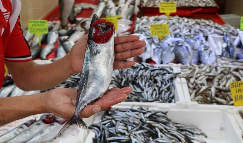 Karadeniz’in nazlı balığı palamuttan iyi haber
 - SAMSUN (İHA) – Karadeniz’de bu sezon oldukça az çıkan palamut, birkaç gündür eskiye nazaran daha fazla çıkmaya başladı.