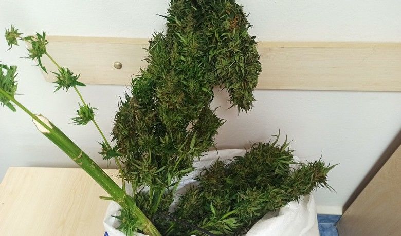 Alaçam'da 1 kilo 200gram skunk bitkisi ele geçirildi - Samsun’un Alaçam ilçesinde kurutulmaya bırakılmış 1 kilo 200 gram skunk bitkisi ele geçirildi.